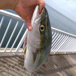 またまたブリ~ の子供