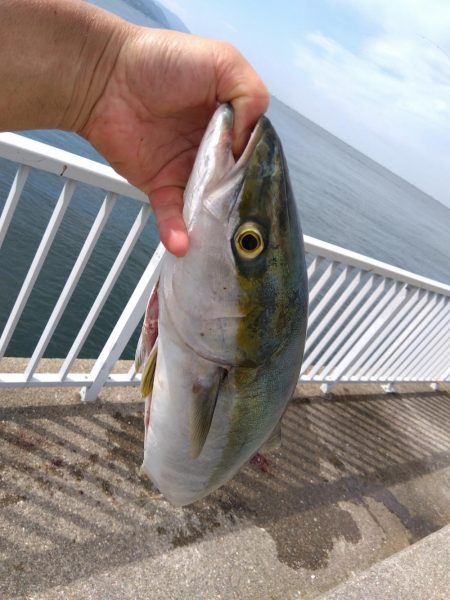 またまたブリ~ の子供