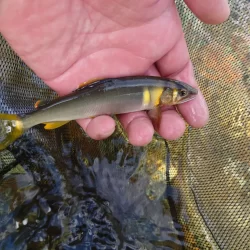 小さくても強烈なアタリで楽しんだ吉和川