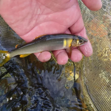 小さくても強烈なアタリで楽しんだ吉和川