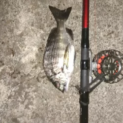 夜釣り行ってきました