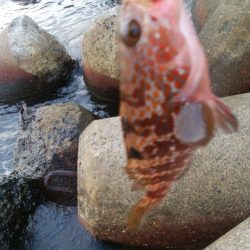 アオリイカ1杯、キジハタ2匹!