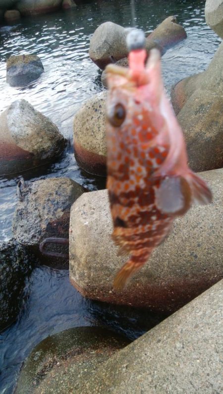 アオリイカ1杯、キジハタ2匹!