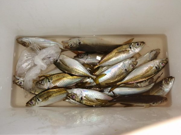 少しずつ大きく