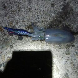 アオリイカ8杯！