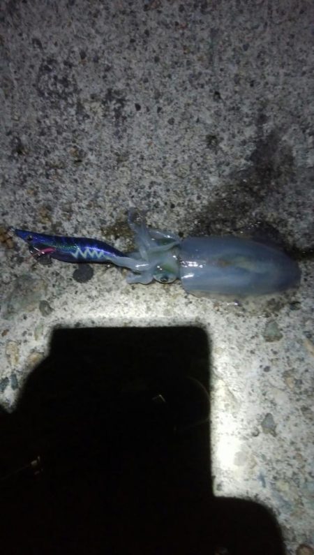 アオリイカ8杯！