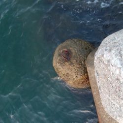 アオリイカ4杯！