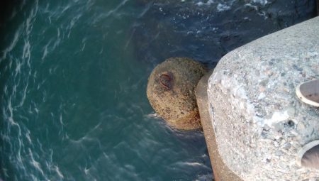 アオリイカ4杯！