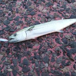 サゴシが出始めてますね