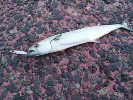 サゴシが出始めてますね