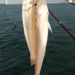 台風通過後の播磨新島キス調査