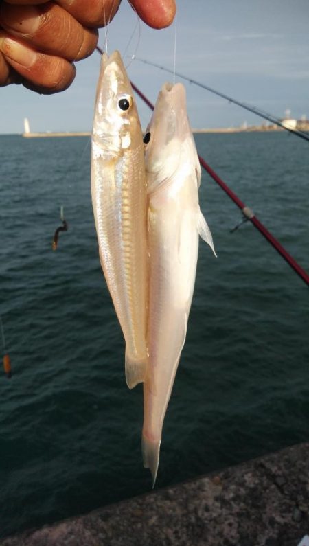 台風通過後の播磨新島キス調査