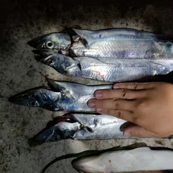 タチウオは楽しい☆