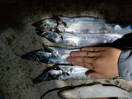 タチウオは楽しい☆