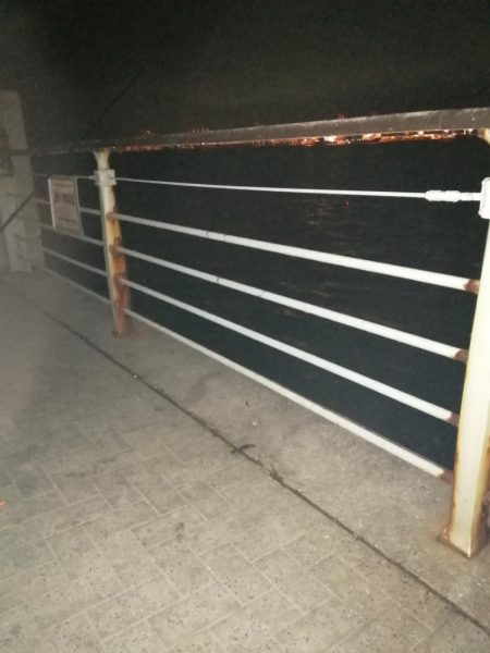 シーサイドコスモのタチウオ調査