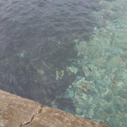 アオリ4杯、カマス7匹、小アジ1匹、小サバ1匹、キジハタ2匹!