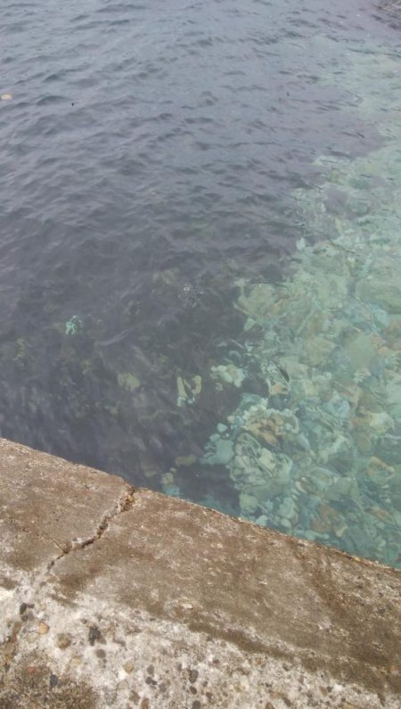 アオリ4杯、カマス7匹、小アジ1匹、小サバ1匹、キジハタ2匹!