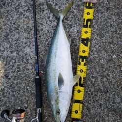 ビッグバッカーでメジロ