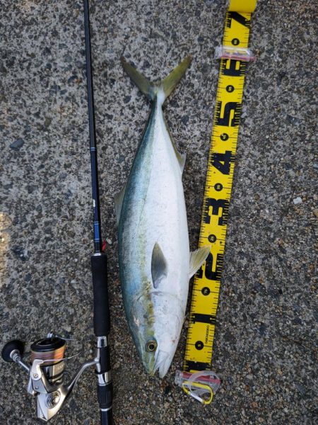 ビッグバッカーでメジロ