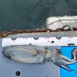 尺アジリベンジ成功