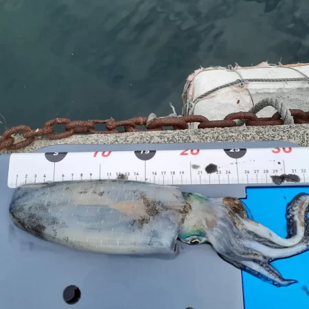 尺アジリベンジ成功