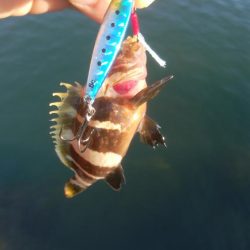 アオリイカ1杯!キジハタ2匹