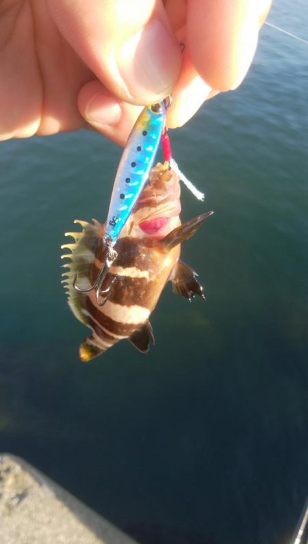 アオリイカ1杯!キジハタ2匹