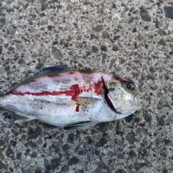 初アオリ&初アイブリGET！！