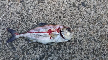 初アオリ&初アイブリGET！！