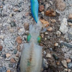 アオリイカ1杯　フクラギ1匹！　クマ1！