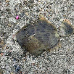 カワハギ釣りシーズンイン！