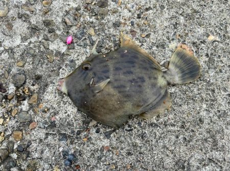 カワハギ釣りシーズンイン！