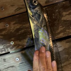 淡路島観光ホテルにて夜釣り。太刀魚釣れました。