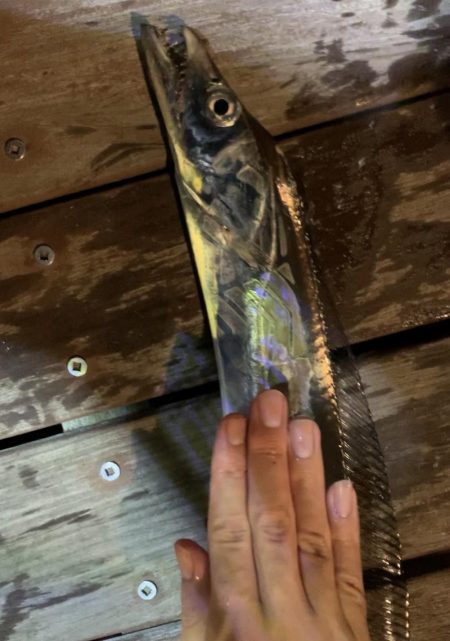 淡路島観光ホテルにて夜釣り。太刀魚釣れました。