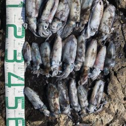 2022 佐渡ヶ島エギング 9回目