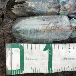 2022 佐渡ヶ島エギング 10回目