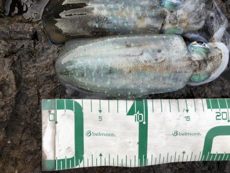 2022 佐渡ヶ島エギング 10回目