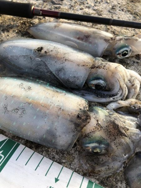 2022 佐渡ヶ島エギング 11回目