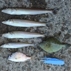 暑さの中最後に良型キス