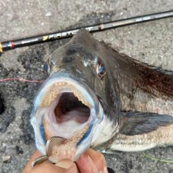 ぶら岸ジギ！！