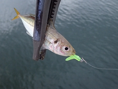 パターンにハマると連発でした！