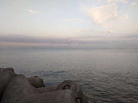 ベイトは多数だー