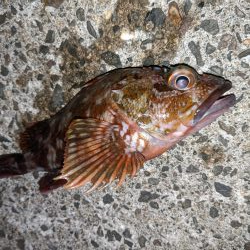 根魚
