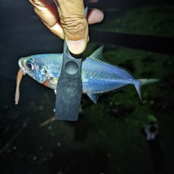 本命ゲットしましたが