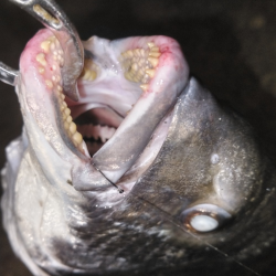 秋の小チヌのなか45㎝ゲット