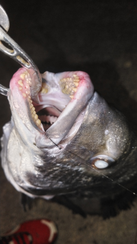 秋の小チヌのなか45㎝ゲット