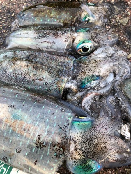 2022 佐渡ヶ島エギング 14回目【9月…