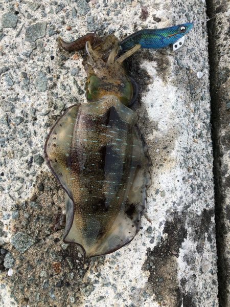 2022 佐渡ヶ島エギング 13回目【9月18日】