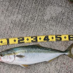 シオ狙いで大物ゲット!?