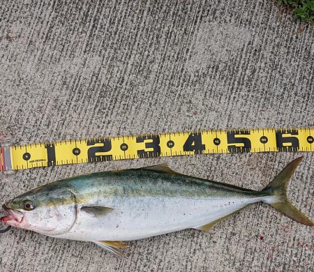 シオ狙いで大物ゲット!?